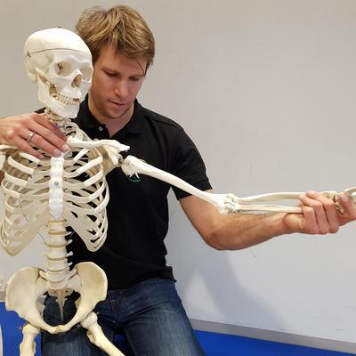 Dozent demonstriert am Skelettmodell die Armbewegung